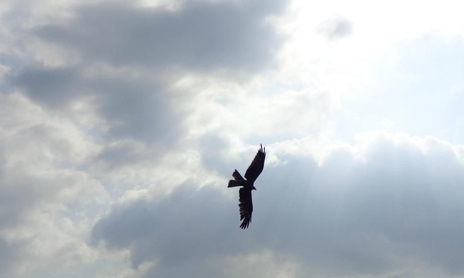 Red kite soaring_0
