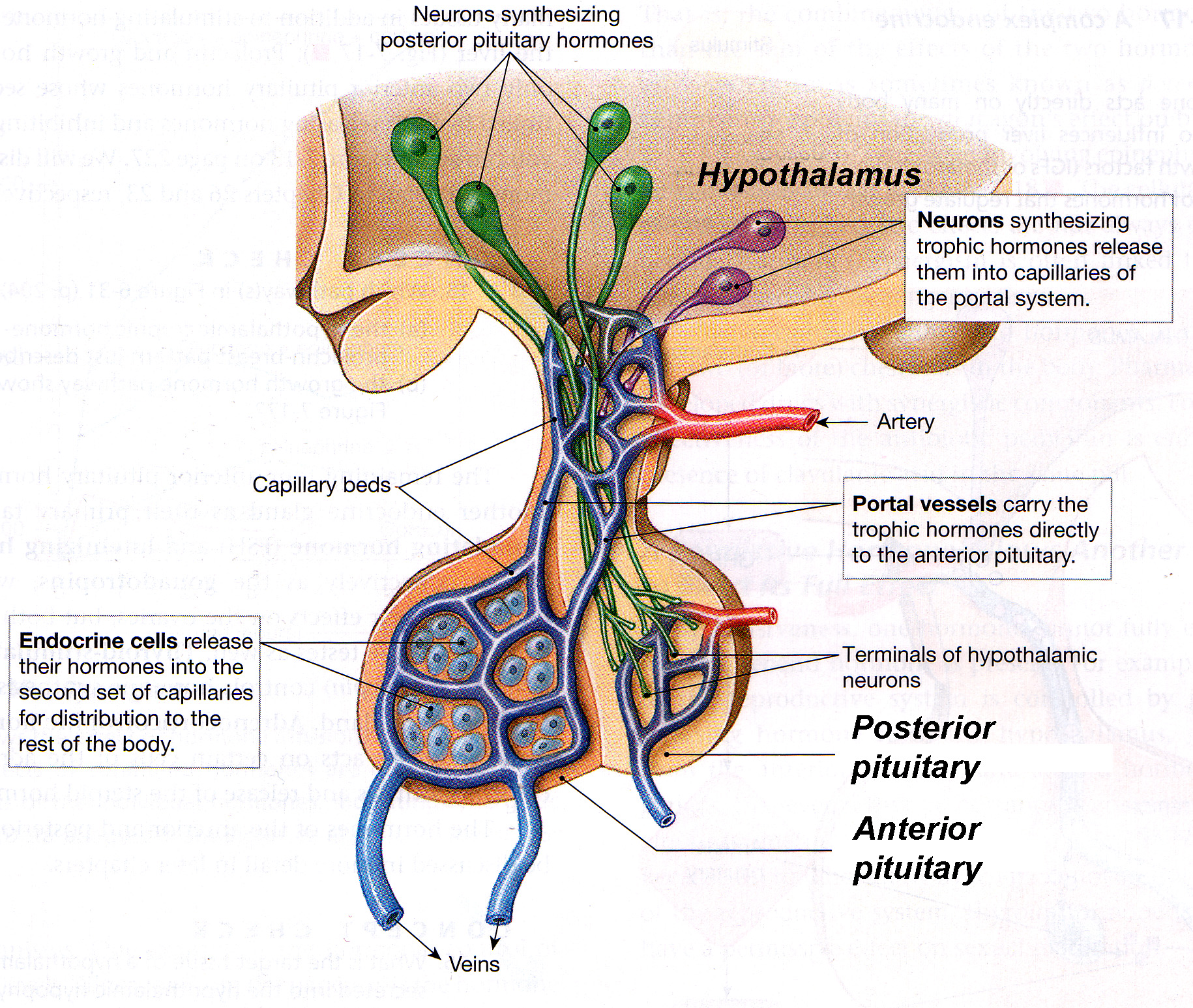 Гипофиз независимые. Гипоталамо-гипофизарная система анатомия. Схема строения гипоталамо гипофизарной нейросекреторной системы. Схему связей в гипоталамо-гипофизарной системе. Система гипоталамус гипофиз.
