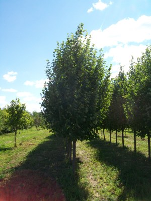 Deciduous Shade Trees Available Nursery Tree Types An Excellent Boulevard Tree With Lovely Exfoliating Bark Golden Buds And Consistent Fall Color
