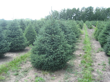 Varieties Of Whole Trees In Minnesota And The Midwest About Our Trees