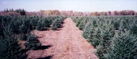 Bork Christmas Trees Holiday Lot Cottage Grove Mn