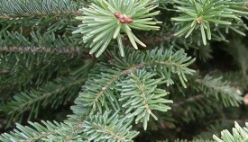 BALSAM_FIR