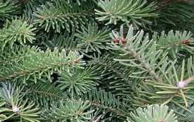 CANAAN_FIR