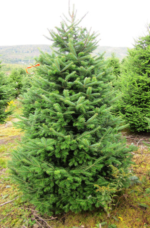 Top 4 Types Of Christmas Trees 2 Balsam Fir Christmas Trees 2 Balsam Fir