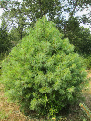 Top 4 Types Of Christmas Trees 4 White Pine